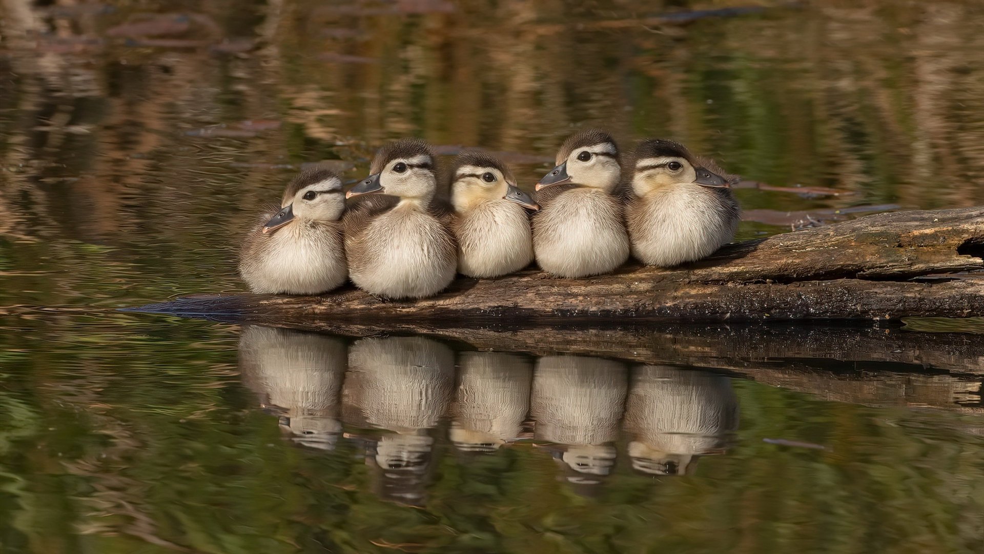 奥运周期关键战焦点战，老鹰关键战突围深圳队