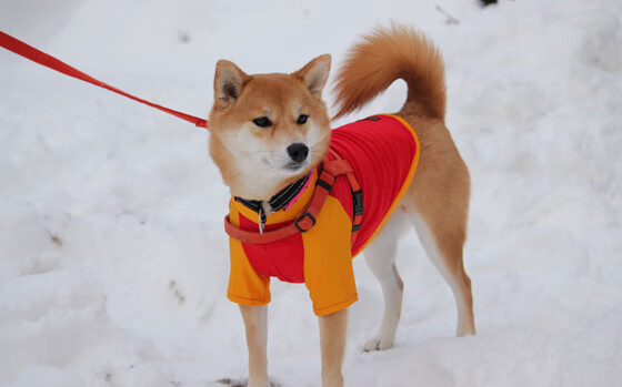 蓝桥铁骑远征秘鲁高原，弗拉霍维奇一锤定音定江山